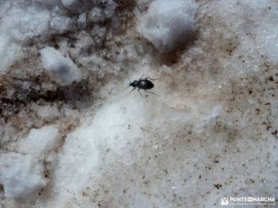 Guadarrama;Pico de la Najarra-cerezos en flor puerto de cotos rutas sierra madrid